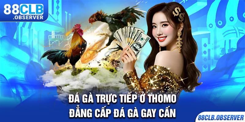 Đá Gà Trực Tiếp Ở Thomo - Đẳng Cấp Đá Gà Gay Cấn